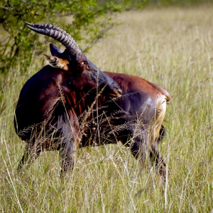 Tsessebe commun dans la savane - Rwanda  - collection de photos clin d'oeil, catégorie animaux